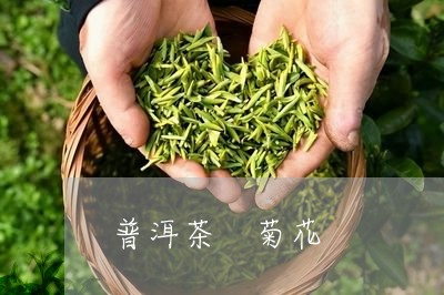 普洱茶 菊花/2023042998424